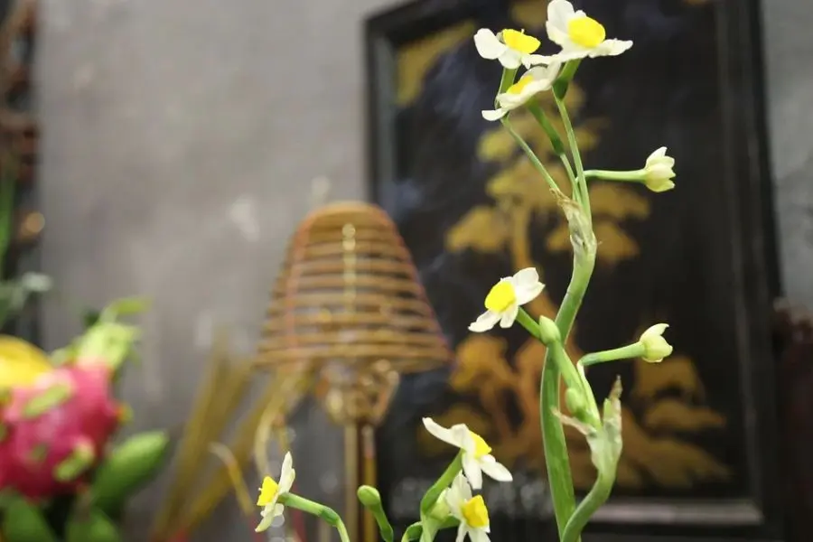 Hoa thủy tiên mang vẻ đẹp thanh thoát rất lạ, rất riêng, thích hợp để chưng lên bàn thờ ngày đầu năm.