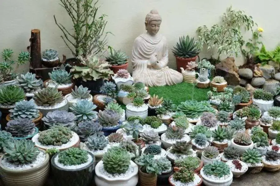 Ý nghĩa sen đá trong phong thủy đại diện cho sự kiên cường và mạnh mẽ