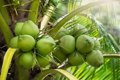 Quầy dừa nhiều trái