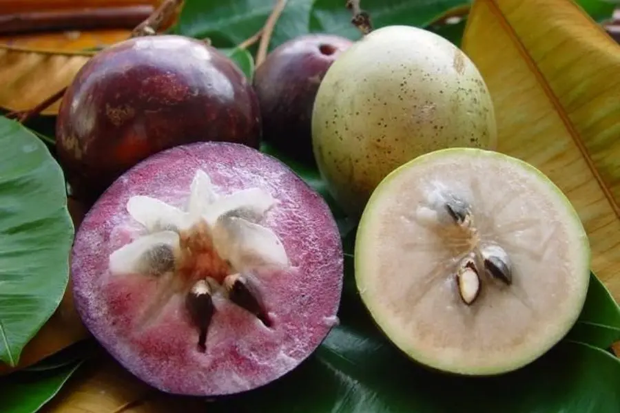 độ dày vỏ vú sữa tím và vú sữa xanh