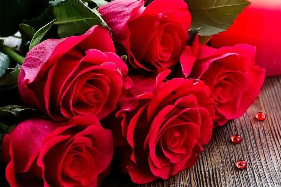 Hoa hồng đỏ tượng trưng cho tình yêu sâu đậm