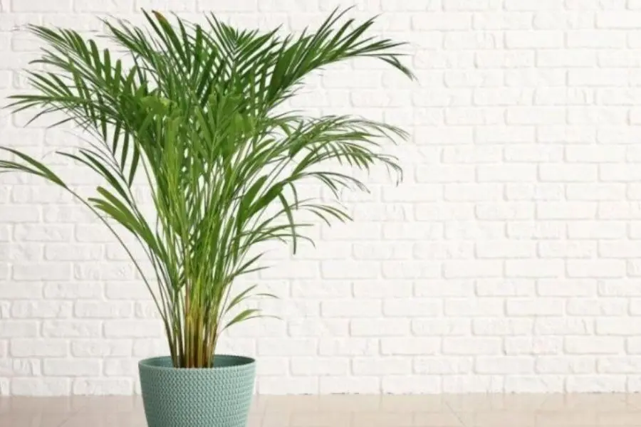 Cây cọ cảnh đại diện cho bình an, may mắn nên được nhiều gia chủ ưa chuộng.