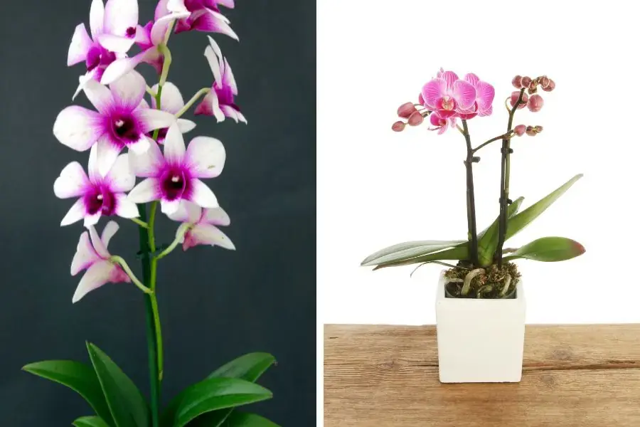 Ngoài công dụng trang trí hoa lan còn được ứng dụng trong y học để hỗ trợ điều trị một số căn bệnh thông thường.