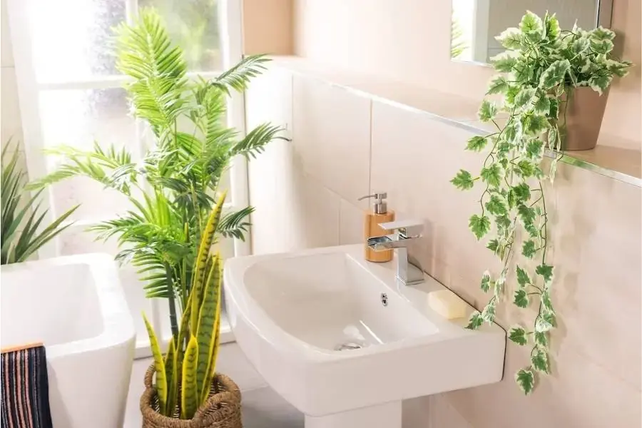 Không khí trong phòng tắm sẽ được lọc sạch nhờ cây