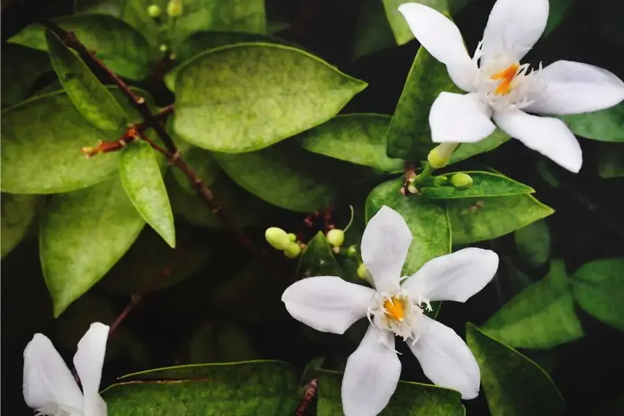 Vẻ đẹp của loài bông sứ 
