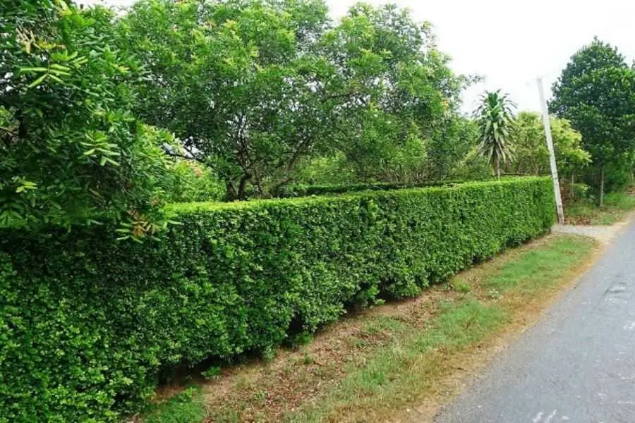 Hàng rào đẹp và chắc chắn từ cây hoàng anh.
