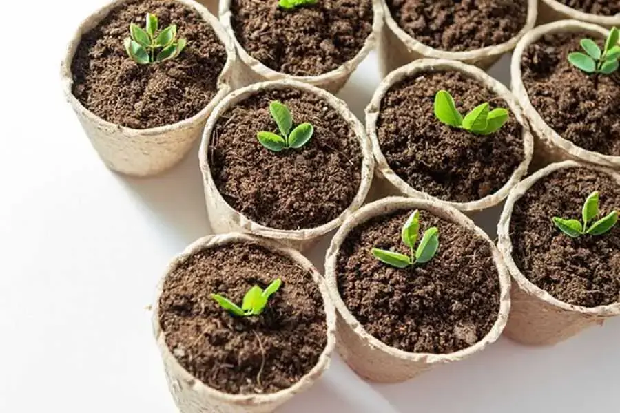 Đất chứa xơ dừa sẽ giúp cây phát triển tốt hơn