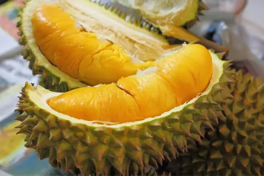 Sầu riêng ngon là những quả có thân phình to và vỏ phân chia múi rõ ràng (Nguồn: Innoviet)
