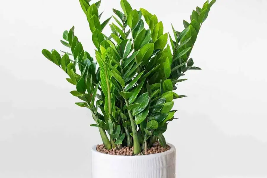 Cây kim tiền dễ chăm sóc và mang đến may mắn