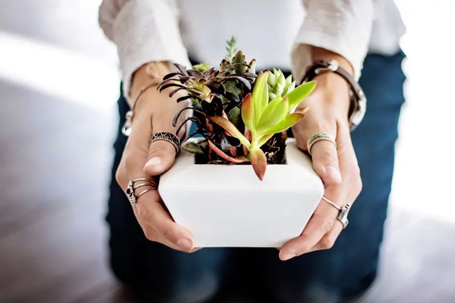 cây sen đá bị chết
