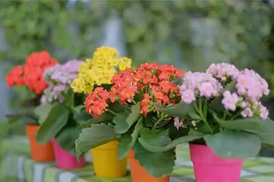 Cây sống đời có thể sống trong nhà rất tốt (nguồn: thuocdantoc.org)