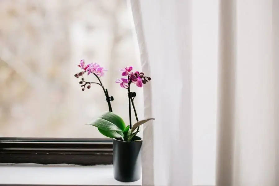 Cần tham khảo cách trồng để trau dồi kinh nghiệm (Hình ảnh: The Spruce)