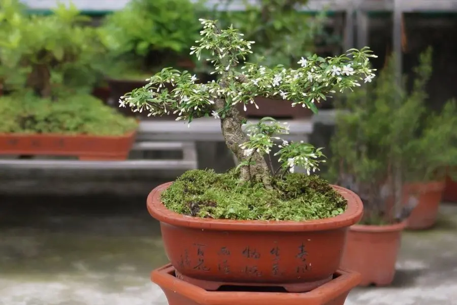 Cây mai chiếu thuỷ còn có tên gọi khác là mai trúc thuỷ.