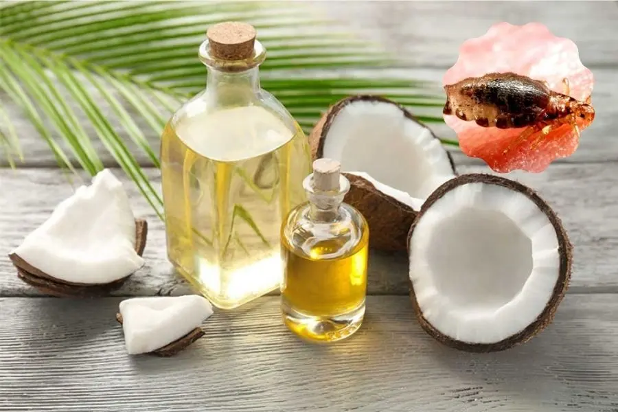 Sử dụng dầu dừa giúp trị chấy tiết kiệm chi phí tại nhà.