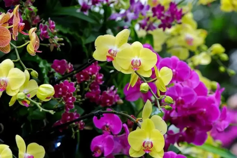 Chọn giống lan phù hợp với sở thích, điều kiện sống, khí hậu (Hình ảnh: All About Gardening)