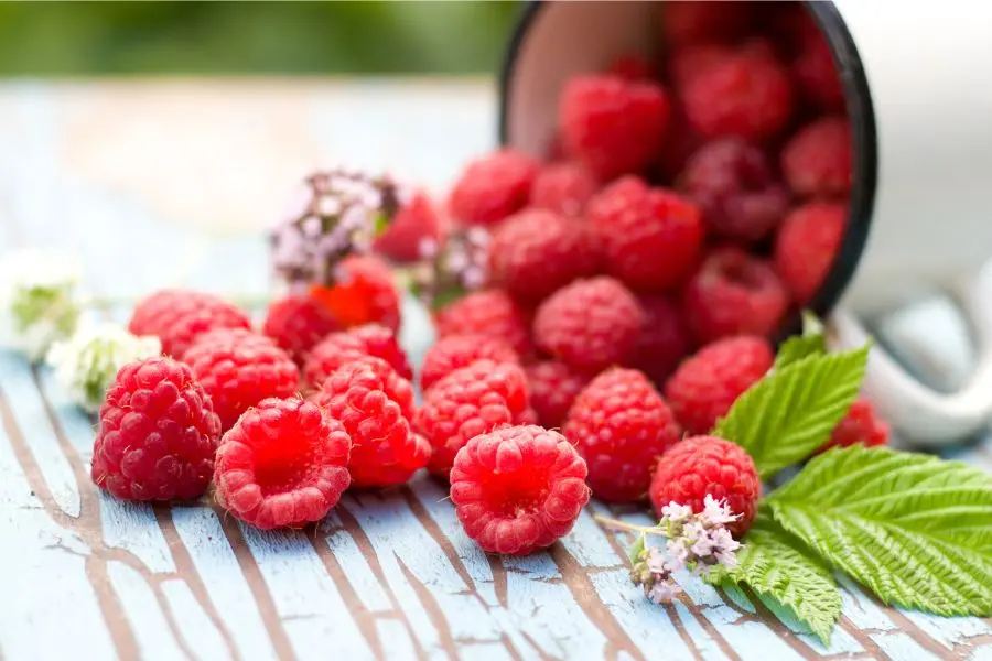Quả mâm xôi giàu chất xơ đa dạng vitamins.