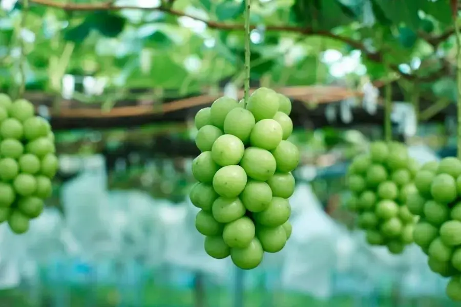 Nho mẫu đơn