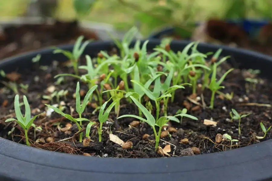 Sau khi rau muống lên khoảng 4 - 5 lá con thì cần tỉa bớt để giảm mật độ cây rau