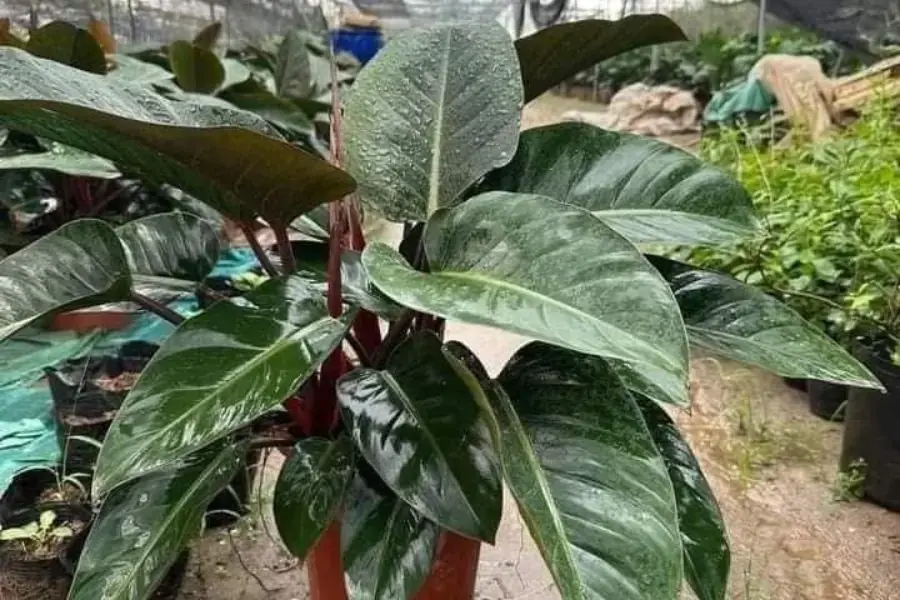 Giữ nhiệt độ phù hợp cho cây trầu bà Đế Vương khoảng từ 18 độ C đến 28 độ C.
