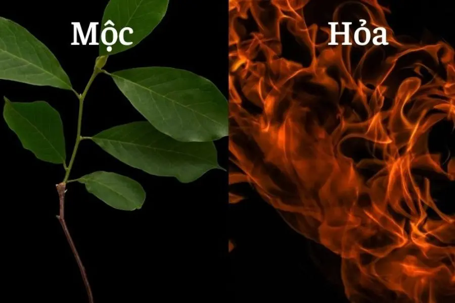 Thiết mộc lan hợp với gia chủ mệnh Mộc và Hỏa.