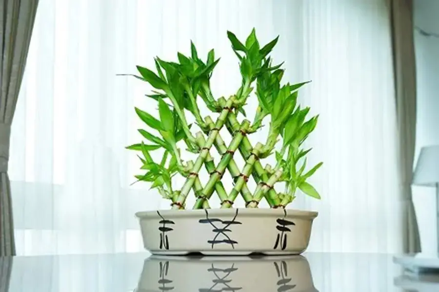Tạo dáng cây phát lộc đẹp ấn tượng.