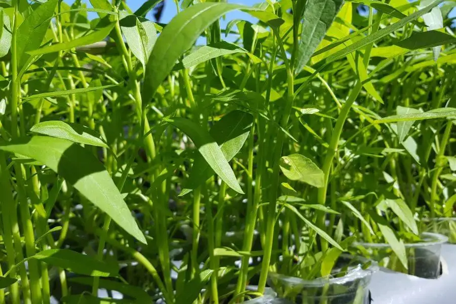 Tạo các luống đất cao khi trồng rau muống ngoài vườn, ruộng