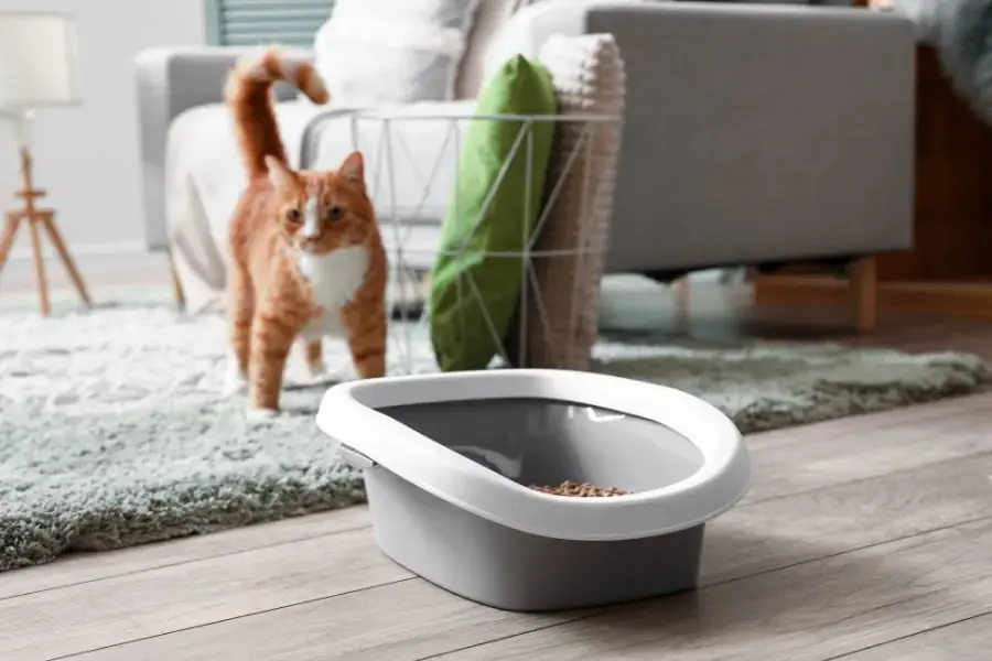Thiết lập quy trình dọn dẹp nhà cửa khi nuôi mèo Tam Thể.