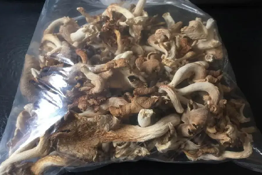 Nấm bào ngư khô