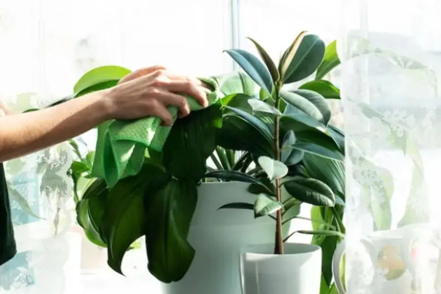 Cây dễ bám bụi phải tốn thời gian vệ sinh