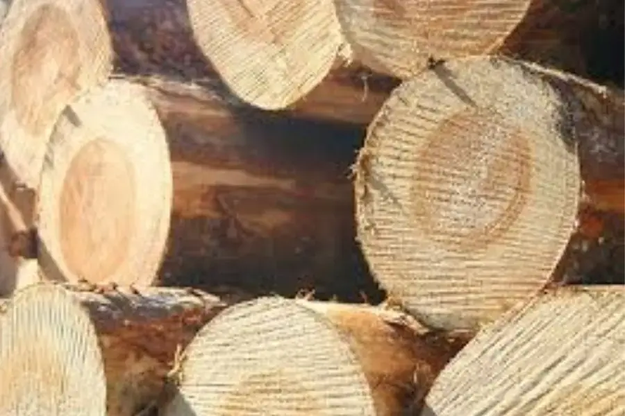 Gỗ cây thông 3 lá bền đẹp, dễ gia công
