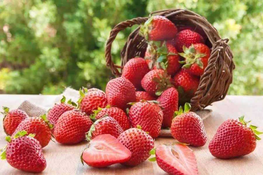Trái dâu tây khi chín sẽ có màu đỏ hoặc hồng căng mọng