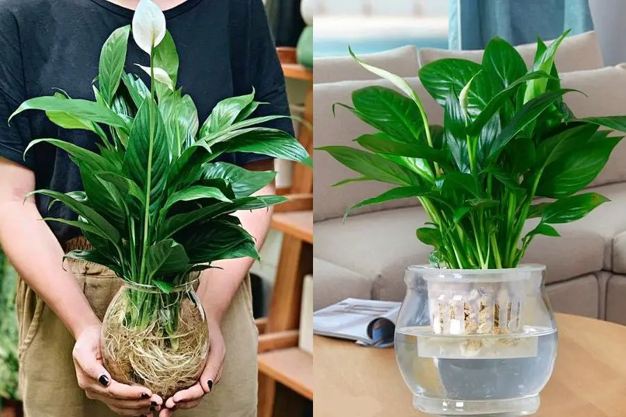 Trồng lan ý theo phương pháp thủy canh trong chậu, giúp tăng tính thẩm mỹ cho cây.