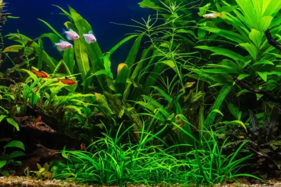 Thối rễ có thể khiến cây yếu dần và chết đi
