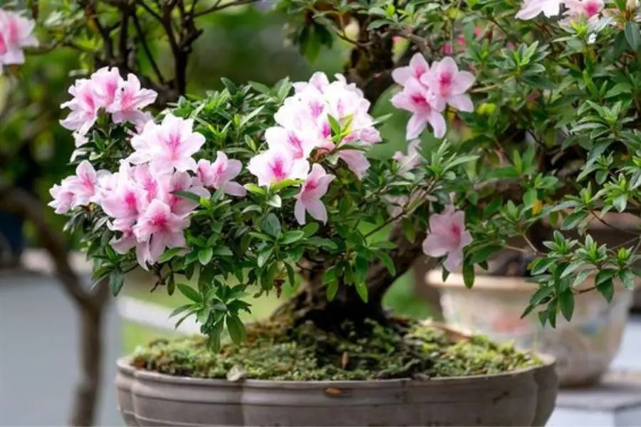 Dễ dàng mua cây hoa Đỗ Quyên ở nhiều nơi.