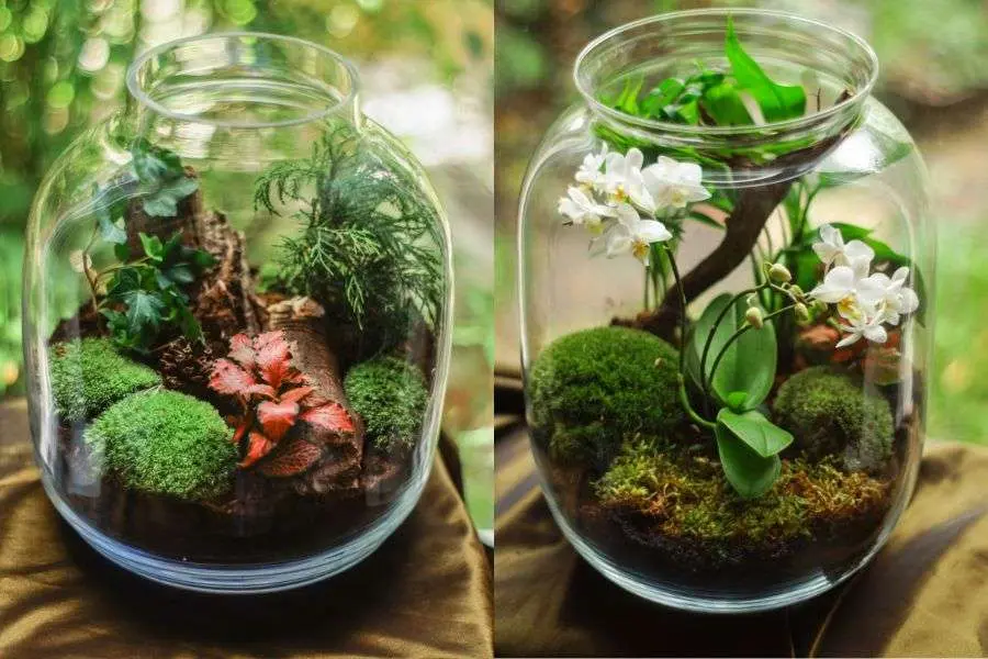 Những mẫu vườn cây thu nhỏ trong lọ thủy tinh