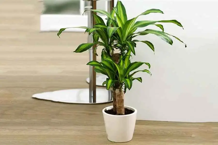 Cần tưới nước thường xuyên cho cây để luôn được xanh tốt