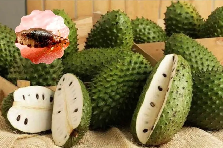 Có thể dùng bột hạt na để loại sạch chấy.
