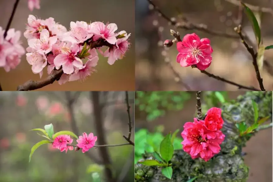 Tùy vào sở thích mà mỗi người có thể chọn một loại đào khác nhau trưng Tết.