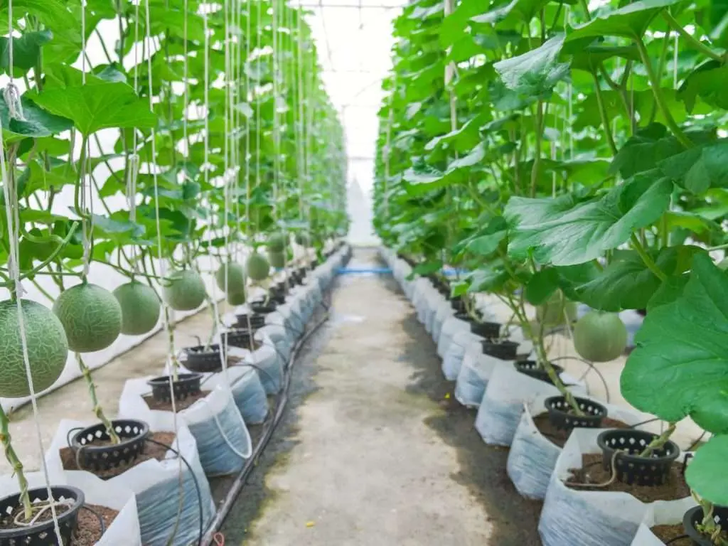dưa lưới phát triển trên sân thượng