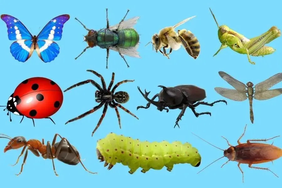 Côn trùng mắc kẹt và không thể thoát ra, bị chết phát ra mùi hôi khó chịu