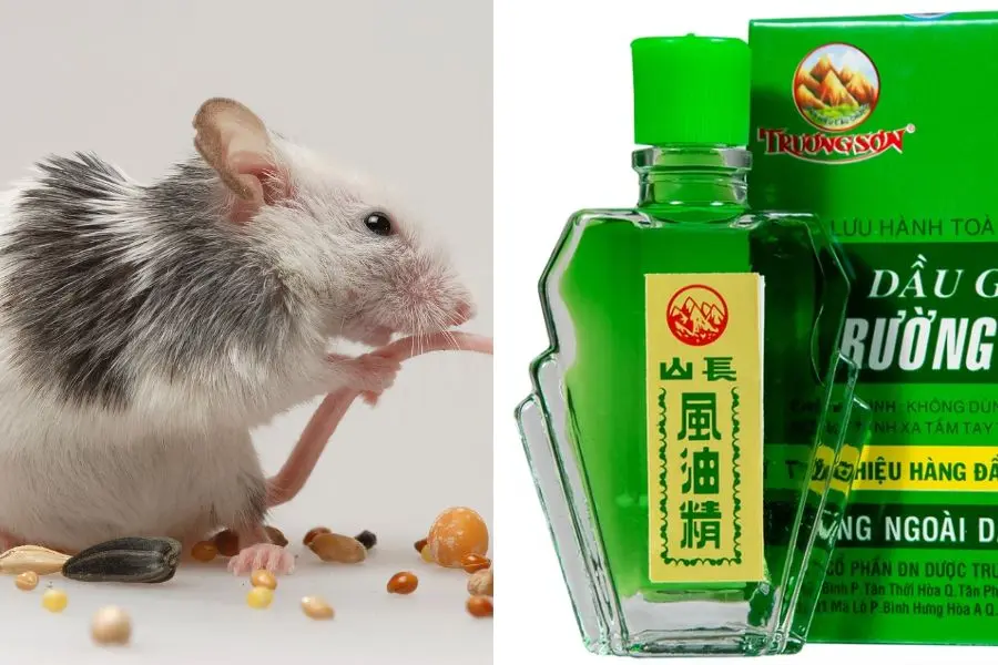 Chuột rất sợ mùi cay nồng từ dầu gió.