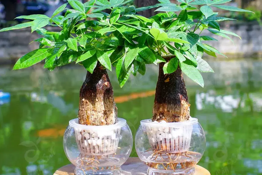 Trang trí cây thủy sinh kim ngân trên bàn giáo viên
