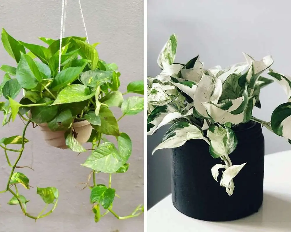 Trồng cây trầu bà trong đất bằng chậu treo hoặc chậu đặt bàn đều được.