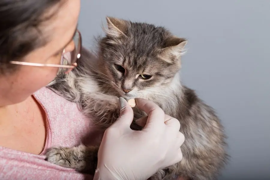 Mèo bị nôn ra thức ăn là do nhiễm trùng hoặc ký sinh trùng đường tiêu hóa.