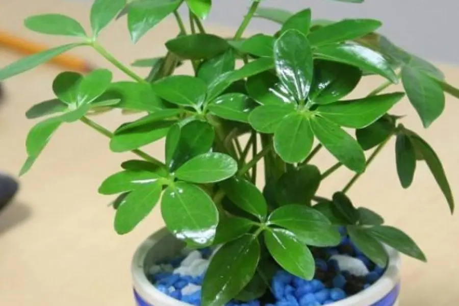 Đặt cây ngũ gia bì trên bệ cửa sổ lớp học giúp không gian học tập thêm tươi xanh, thư giãn hơn.