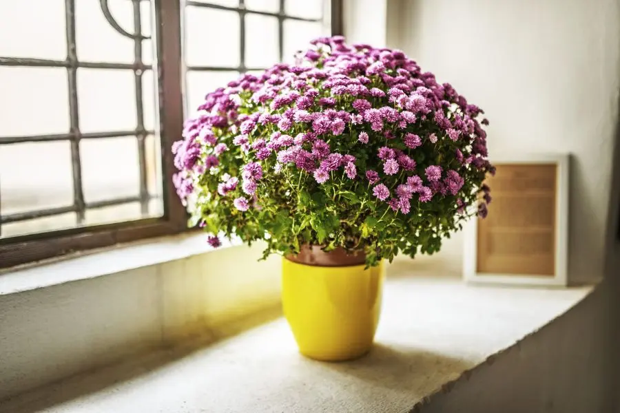 Trồng chậu hoa cúc trong nhà giúp lọc bỏ chất độc benzen trong không khí.