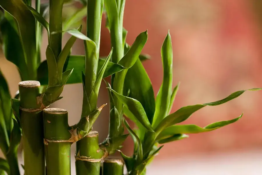 Phát lộc là loài cây phong thủy rất phổ biến.