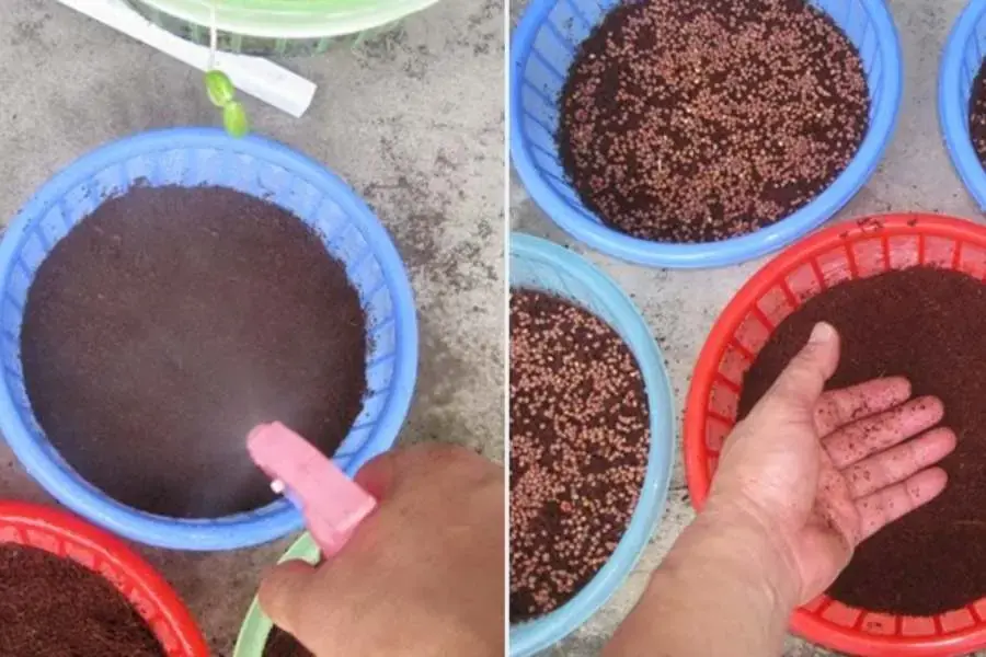 Sau 2 ngày đậy nắp, dùng bình nước và phun sương vào buổi sáng và tầm chiều tối.