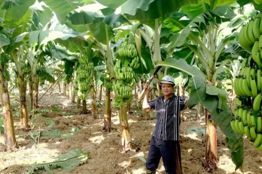 Cắt tỉa bớt lá già để cây tập chung dinh dưỡng cho quả.