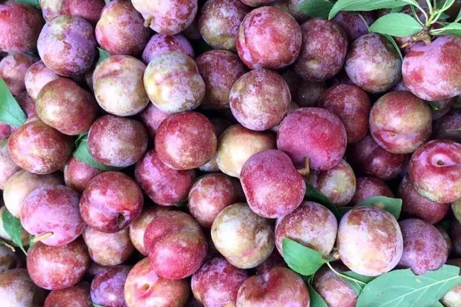 Mận Hà Nội ngon có vỏ xanh đỏ xen lẫn nhau ( nguồn: Cooky.vn)